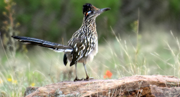 Birds of New Mexico with Kids: A Nature Explorer Guide (+ Free Map)
