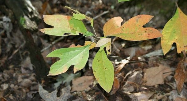 Leaves of Louisiana with Kids: A Nature Explorer Guide (+ Free Map)