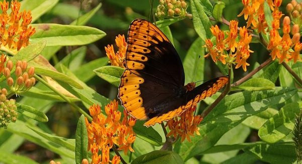 Butterflies of Arkansas with Kids: A Nature Explorer Guide (+ Free Map)