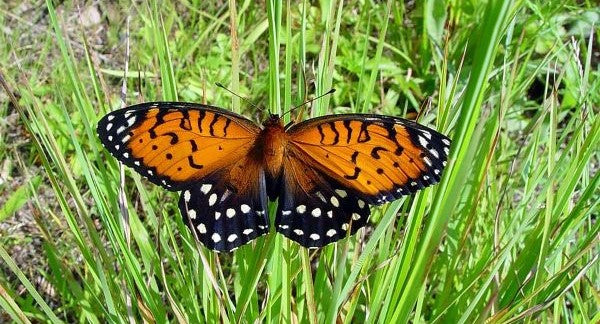 Butterflies of North Dakota with Kids: A Nature Explorer Guide (+ Free Map)