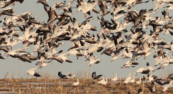 Birds of Montana with Kids: A Nature Explorer Guide (+ Free Map)