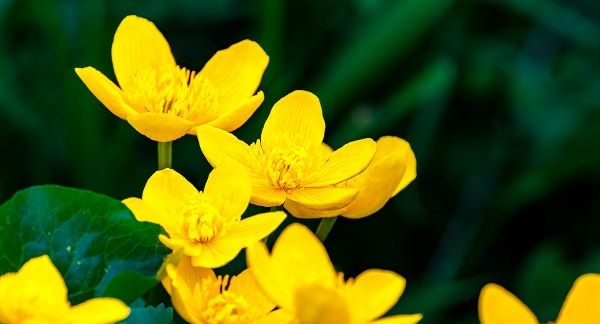 Wildflowers of Ohio with Kids: A Nature Explorer Guide (+ Free Map)