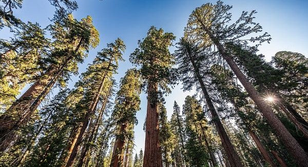 Leaves of California with Kids: A Nature Explorer Guide (+ Free Map)