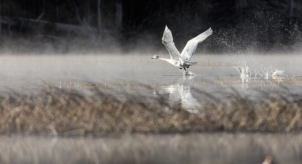 Birds of South Dakota with Kids: A Nature Explorer Guide (+ Free Map)