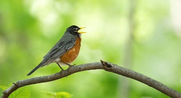 Birds of Mississippi with Kids: A Nature Explorer Guide (+ Free Map)