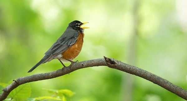 Birds of Michigan with Kids: A Nature Explorer Guide (+ Free Map)