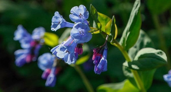 Wildflowers of West Virginia with Kids: A Nature Explorer Guide (+ Free Map)