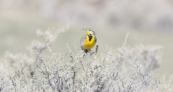 Birds of Kansas with Kids: A Nature Explorer Guide (+ Free Map)