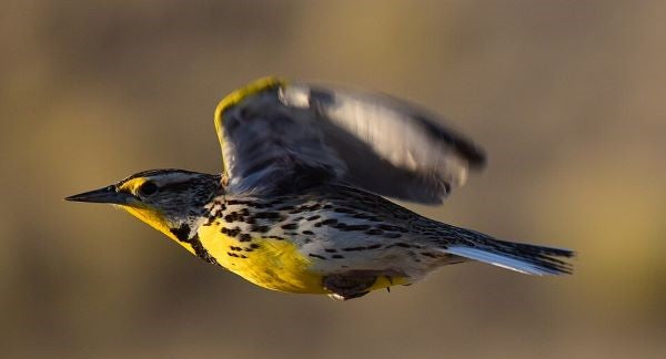 Birds of North Dakota with Kids: A Nature Explorer Guide (+ Free Map)