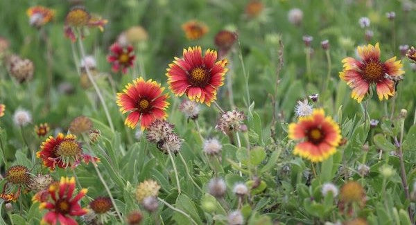 Wildflowers of Oklahoma with Kids: A Nature Explorer Guide (+ Free Map)
