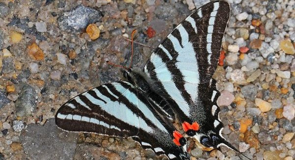 Butterflies of Tennessee with Kids: A Nature Explorer Guide (+ Free Map)