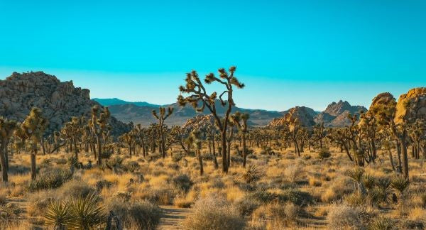 Joshua Tree National Park with Kids: A Family Explorer Guide