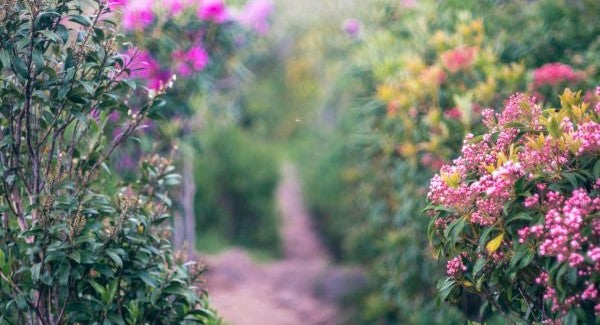 Wildflowers of Massachusetts with Kids: A Nature Explorer Guide (+ Free Map)
