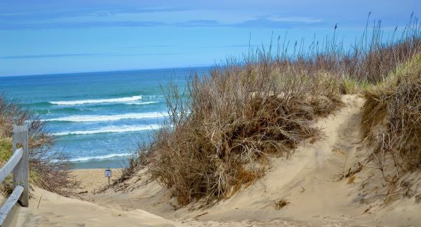 Seashelling in Cape Cod with Kids: A Beach Explorer Guide (+ Free Map)
