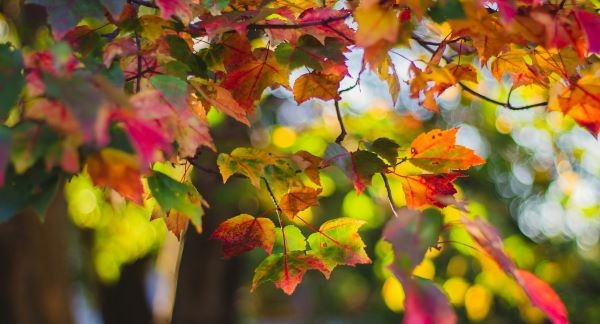 Leaves of West Virginia with Kids: A Nature Explorer Guide (+ Free Map)
