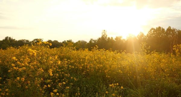 Wildflowers of North Carolina with Kids: A Nature Explorer Guide (+ Free Map)