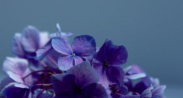 Wildflowers of Connecticut with Kids: A Nature Explorer Guide (+ Free Map)