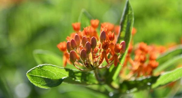 Wildflowers of New Jersey with Kids: A Nature Explorer Guide (+ Free Map)