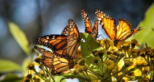 Butterflies of New York with Kids: A Nature Explorer Guide (+ Free Map)