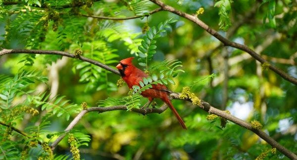 Birds of West Virginia with Kids: A Nature Explorer Guide (+ Free Map)