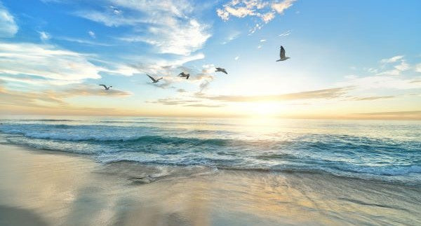 Seashelling in Connecticut with Kids: A Beach Explorer Guide (+ Free Map)