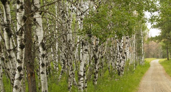 Leaves of Colorado with Kids: A Nature Explorer Guide (+ Free Map)