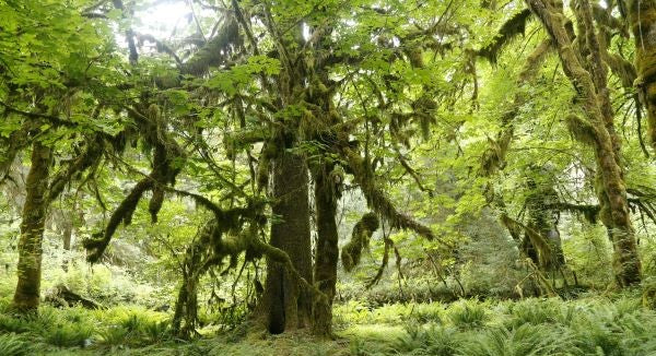 Olympic National Park With Kids: A Family Explorer Guide