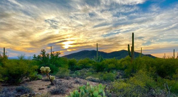 Saguaro National Park With Kids: A Family Explorer Guide