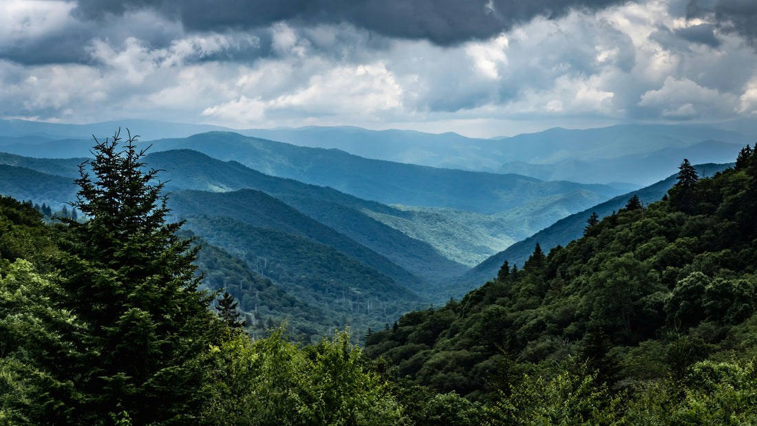 Birds of North Carolina with Kids: A Nature Explorer Guide (+ Free Map)