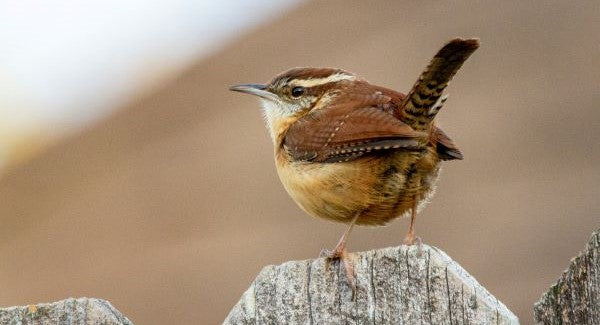 Birds of South Carolina with Kids: A Nature Explorer Guide (+ Free Map)