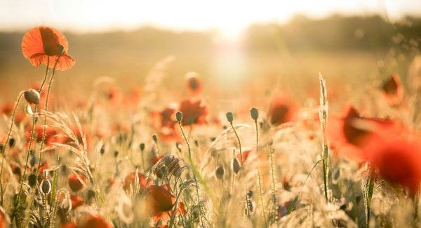 Wildflowers of California with Kids: A Nature Explorer Guide (+ Free Map)