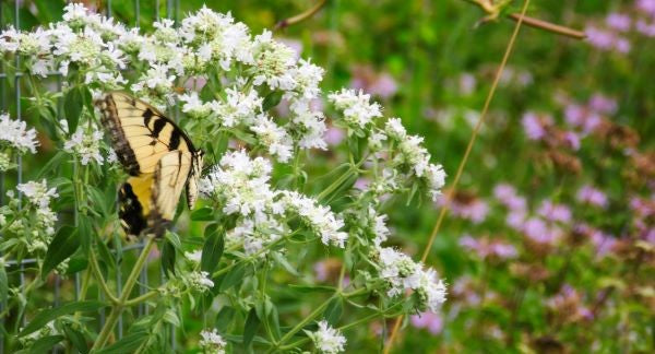 Butterflies of New Jersey with Kids: A Nature Explorer Guide (+ Free Map)