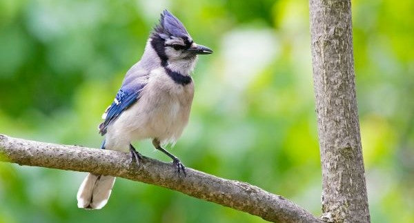 Birds of New York with Kids: A Nature Explorer Guide (+ Free Map)