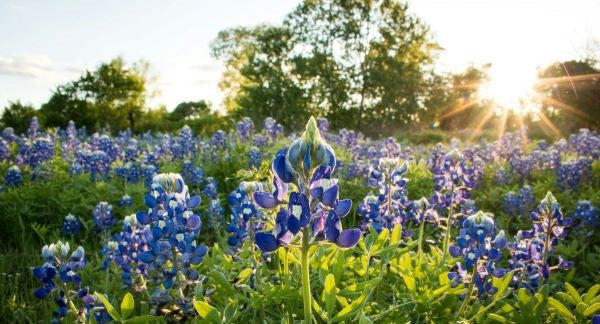 Wildflowers of Texas with Kids: A Nature Explorer Guide (+ Free Map)