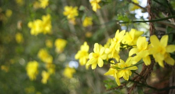 Wildflowers of South Carolina with Kids: A Nature Explorer Guide (+ Free Map)