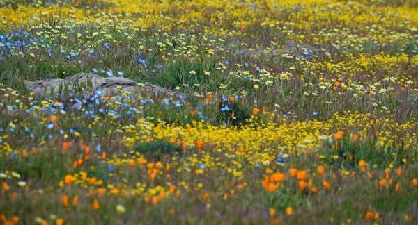 Wildflowers of Utah with Kids: A Nature Explorer Guide (+ Free Map)