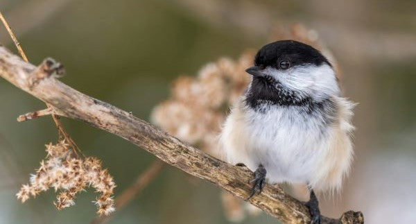 Birds of Idaho with Kids: A Nature Explorer Guide (+ Free Map)