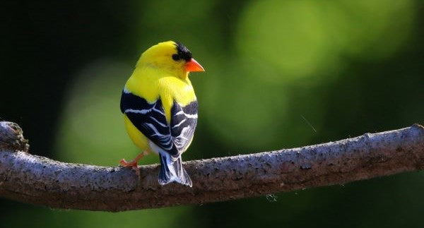 Birds of Connecticut with Kids: A Nature Explorer Guide (+ Free Map)