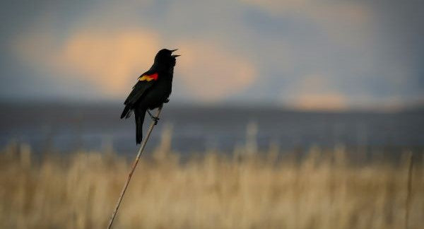 Birds of Massachusetts with Kids: A Nature Explorer Guide (+ Free Map)