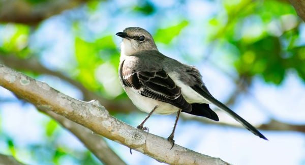 Birds of Arkansas with Kids: A Nature Explorer Guide (+ Free Map)
