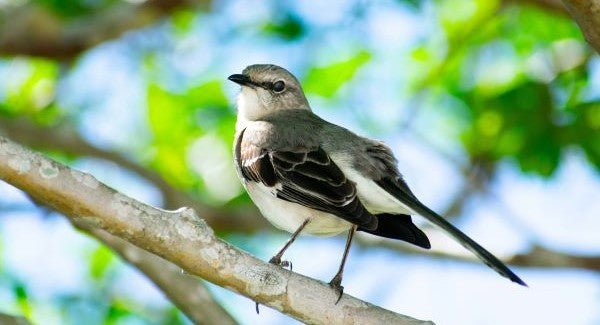 Birds of Tennessee with Kids: A Nature Explorer Guide (+ Free Map)