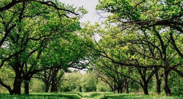 Leaves of South Carolina with Kids: A Nature Explorer Guide (+ Free Map)