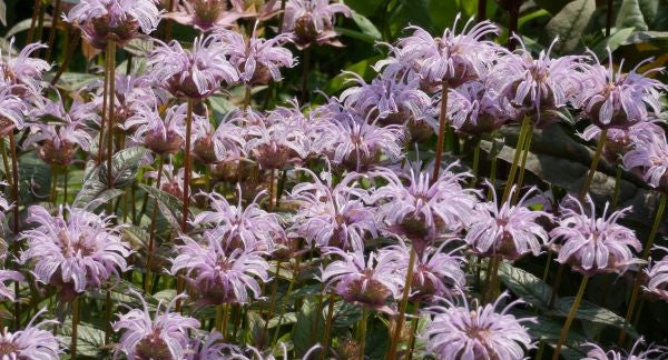 Wildflowers of New York with Kids: A Nature Explorer Guide (+ Free Map )