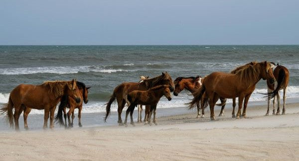 Seashelling in Virginia with Kids: A Beach Explorer Guide (+ Free Map)