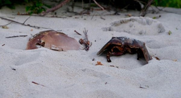 Shelling in Delaware with Kids: A Beach Explorer Guide (+ Free Map)