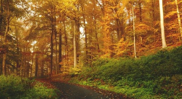Leaves of Maryland with Kids: A Nature Explorer Guide (+ Free Map)