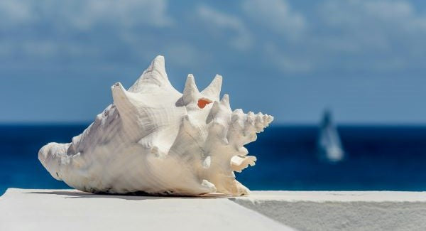Shelling in Trinidad & Tobago with Kids: A Nature Explorer Guide (+ Free Map)