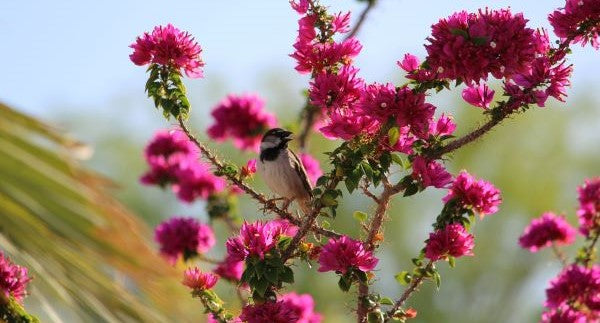 Birds of Arizona with Kids: A Nature Explorer Guide (+ Free Map)