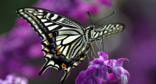 Butterflies of North Carolina with Kids: A Nature Explorer Guide (+ Free Map)