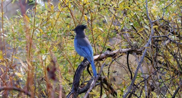 Birds of Colorado with Kids: A Nature Explorer Guide (+ Free Map)